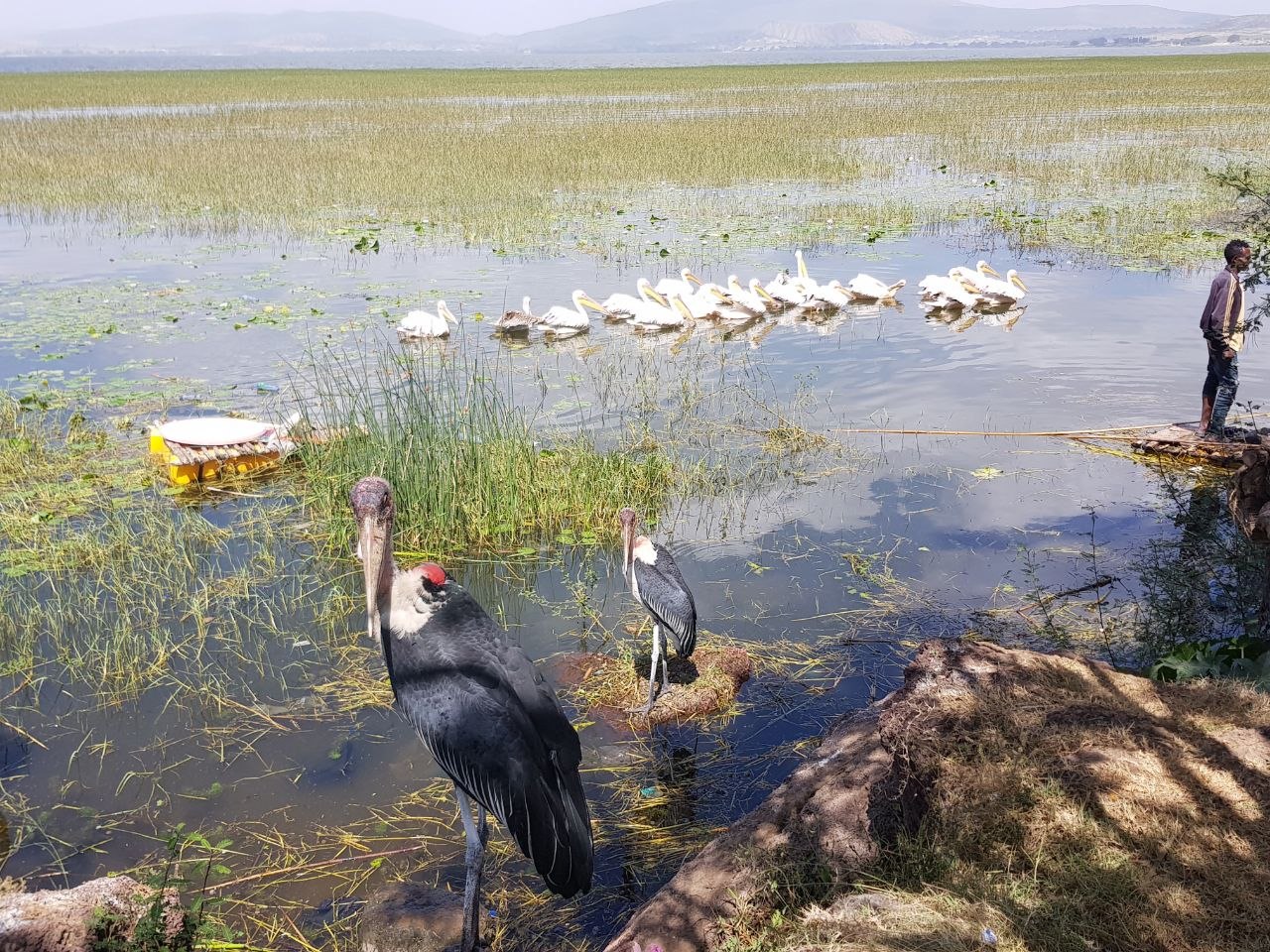 4-Day Bird Watching Tour in Ethiopia